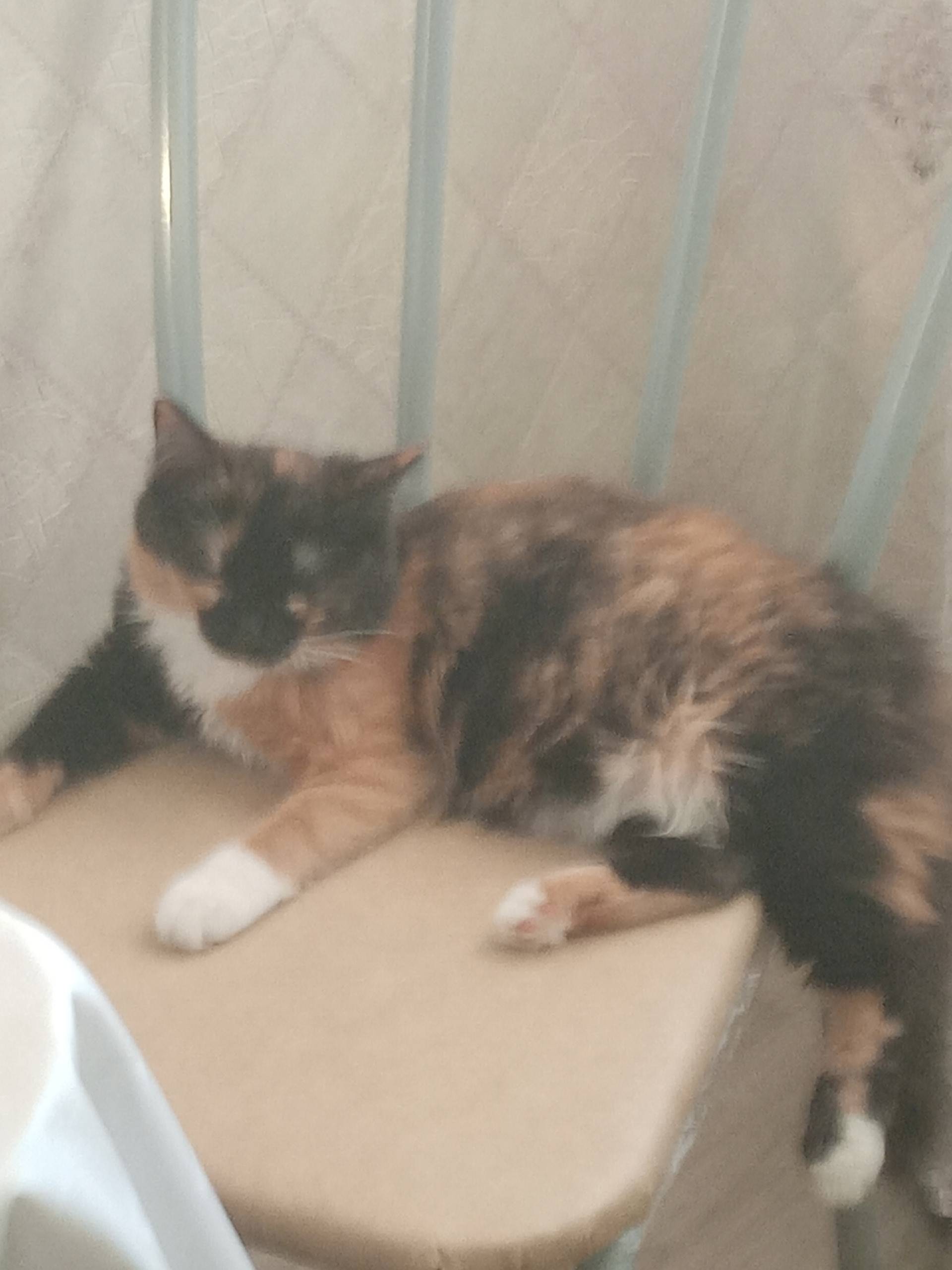 Пропала кошка, район неизвестен