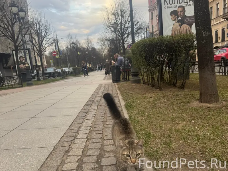 Найден кот, Центральный район, ул. Фурштатская