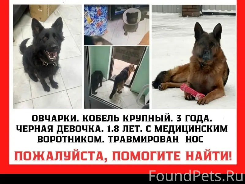 Пропали собаки, Ермолино