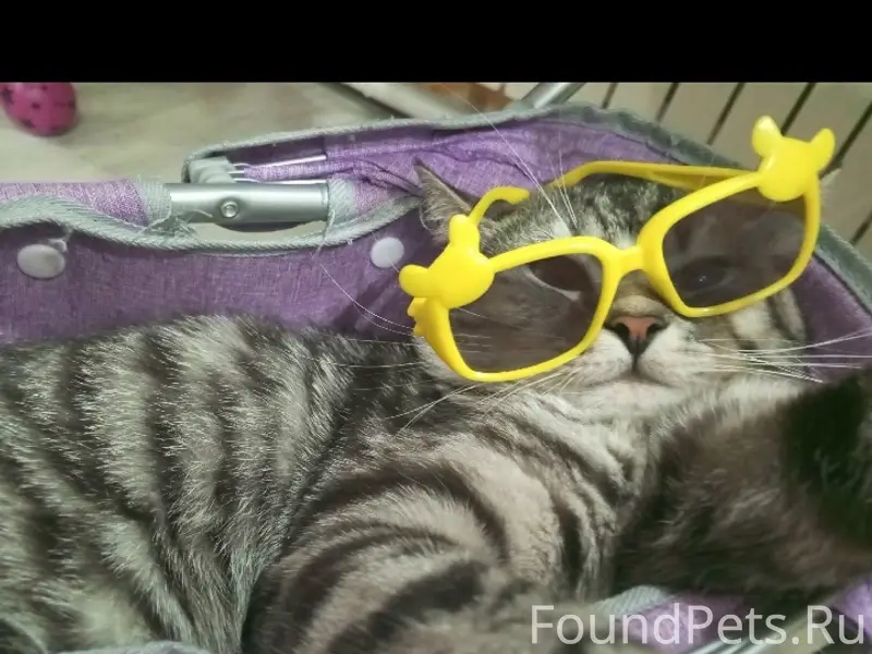 Пропал кот, район устьянского края и музея