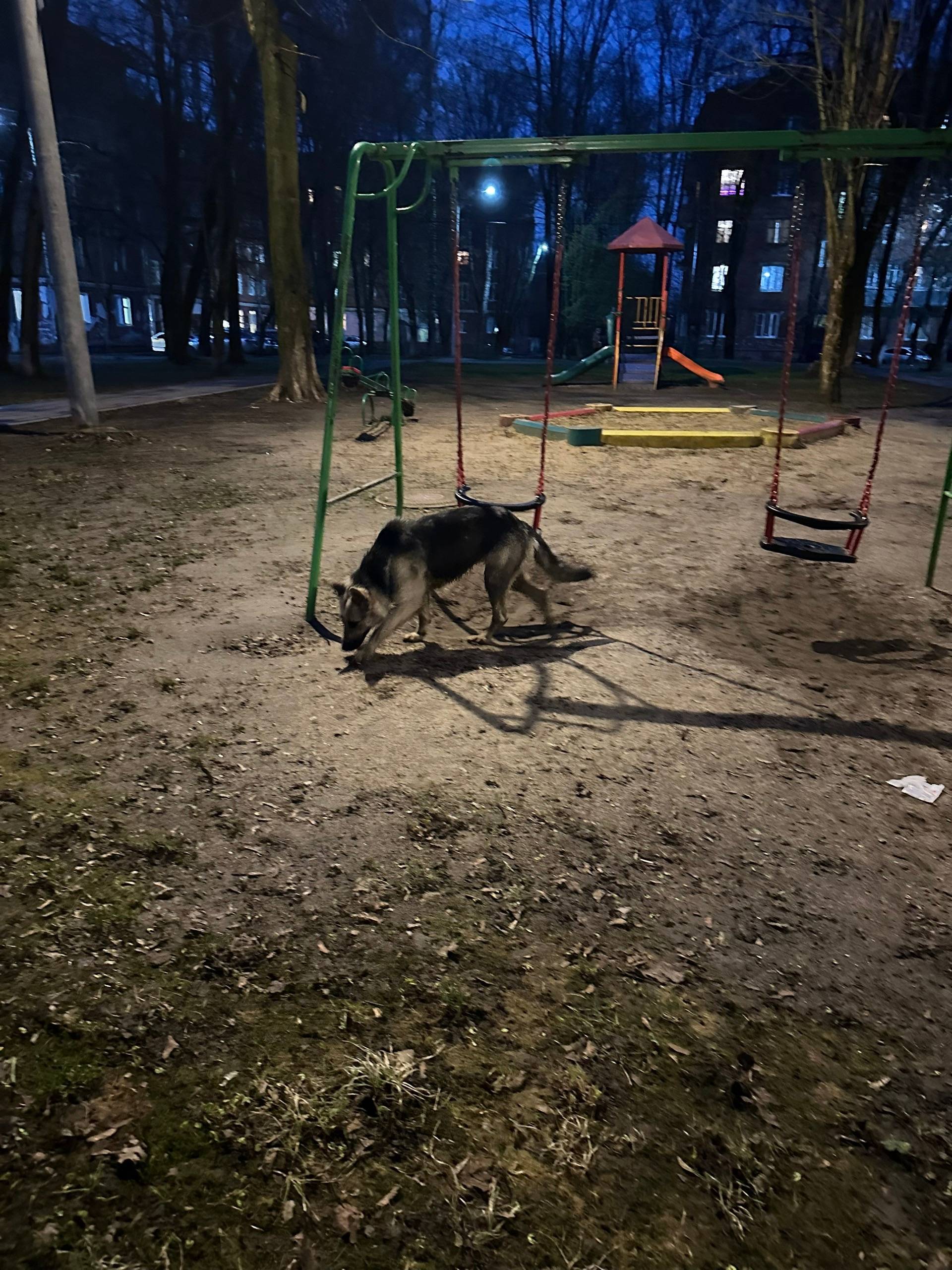 Пропала овчарка, г. Подольск, мкр. Северный