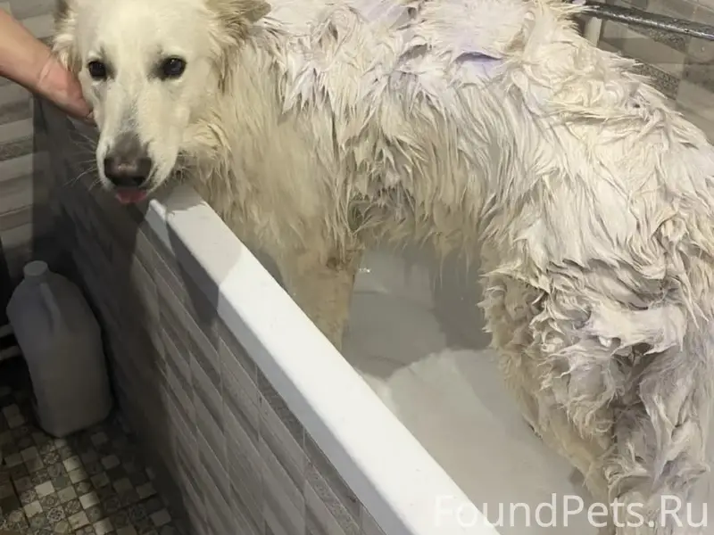 Пропал Ангор, швейцарская овчарка