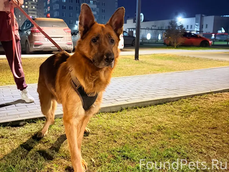 Найден кобел-овчарка, седая моська