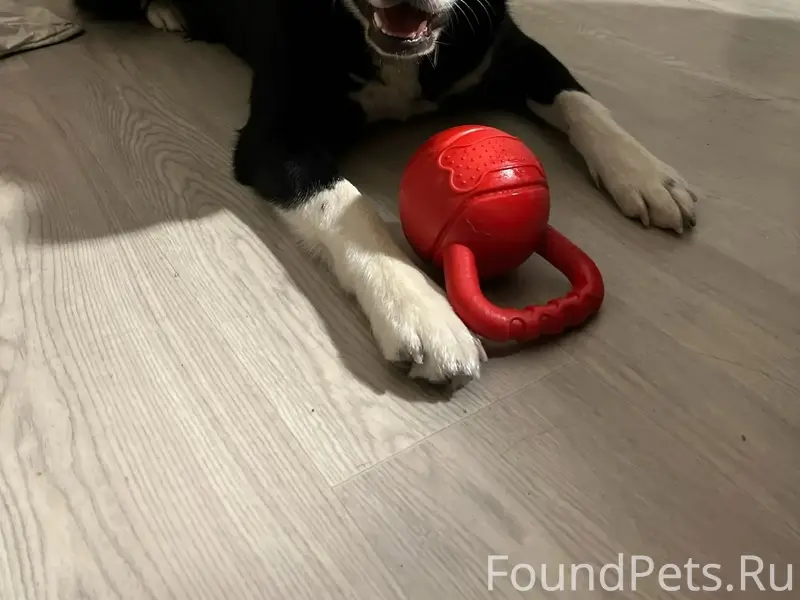 Найден пес Спайк, Кировский район