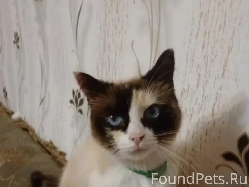 Пропала кошка сиамского фенотипа, улица Беднякова