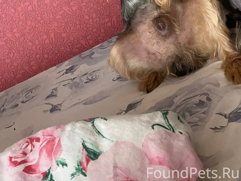 Пропал Патрик, Хива