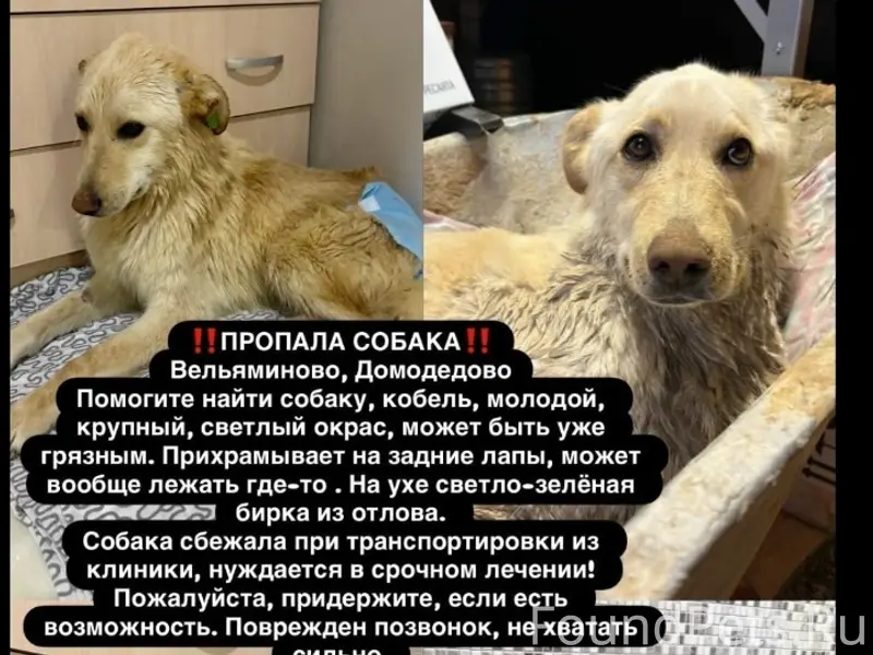 Пропал крупный кобель, Вельяминово, Домодедово