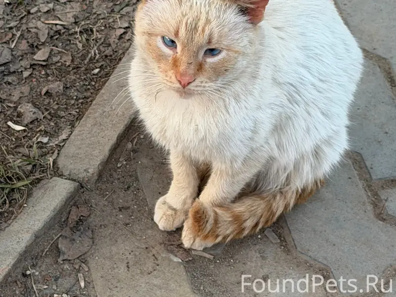 Найден кот, возле магазина «Раздолье»
