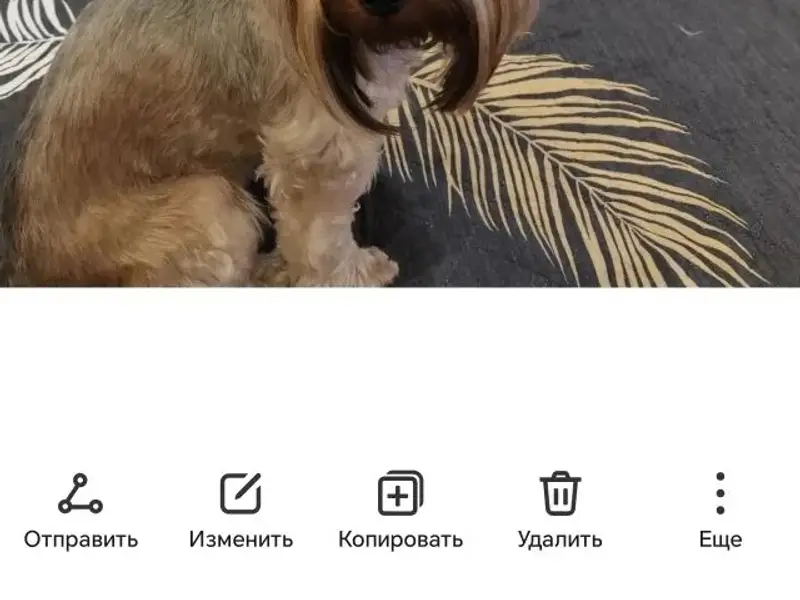 Пропала собака Буся, район Пушкина 15