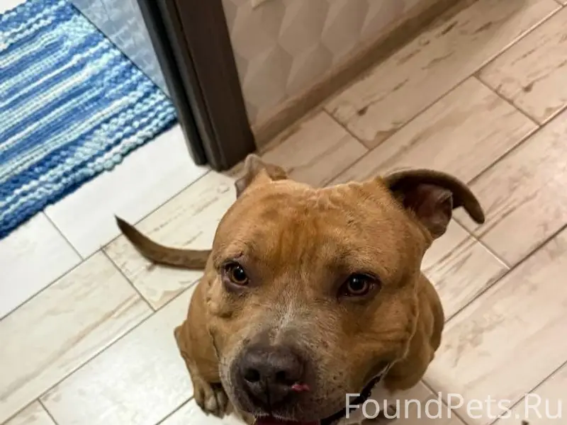 Найден молодой пёс, район северной горы