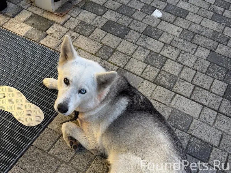 Найден метис хаски, пос. Небуг