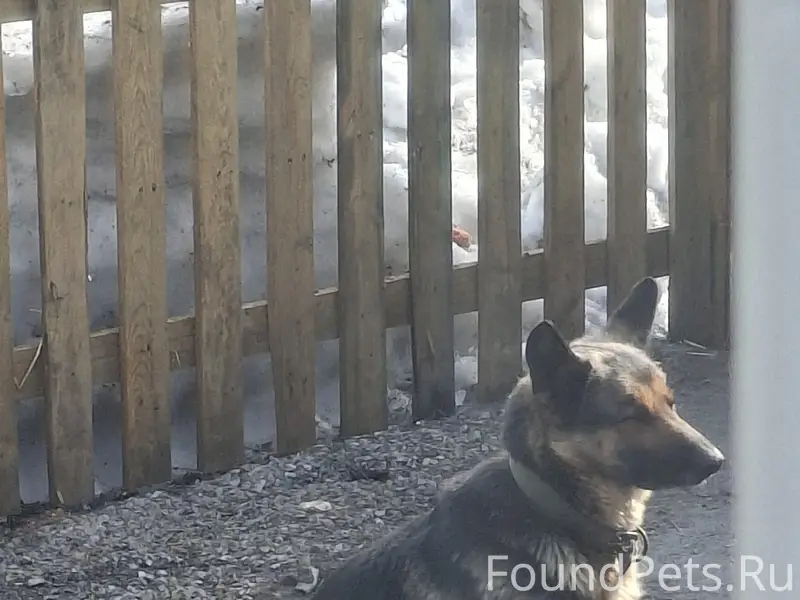 Пропала собака Гретта, Петровский