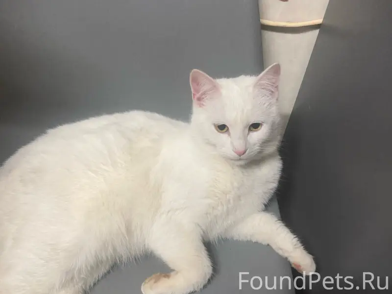 Пропал кот Беляш, Симферополь