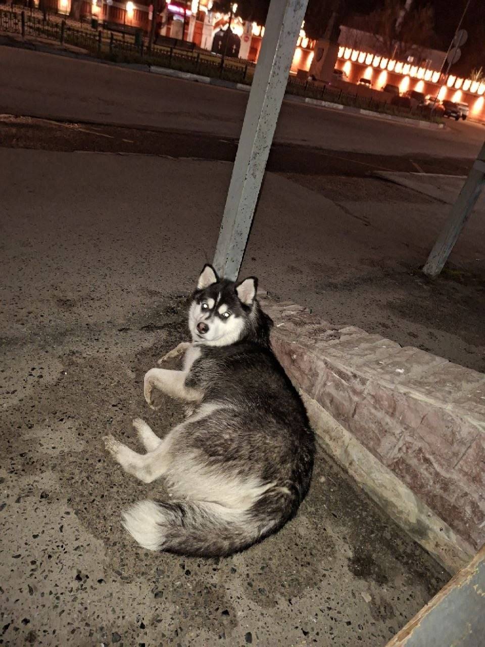 Найден Хаски, Октябрьская