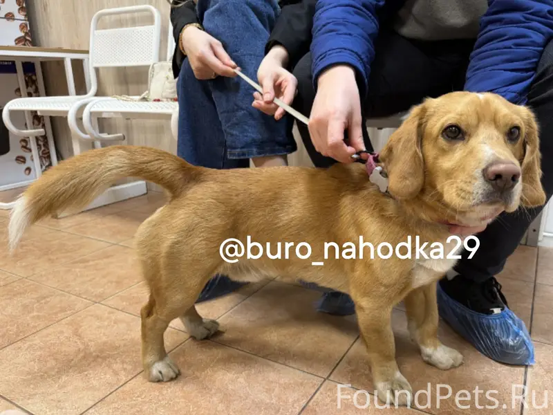 Найдена собака, Троицкий проспект, Архангельск