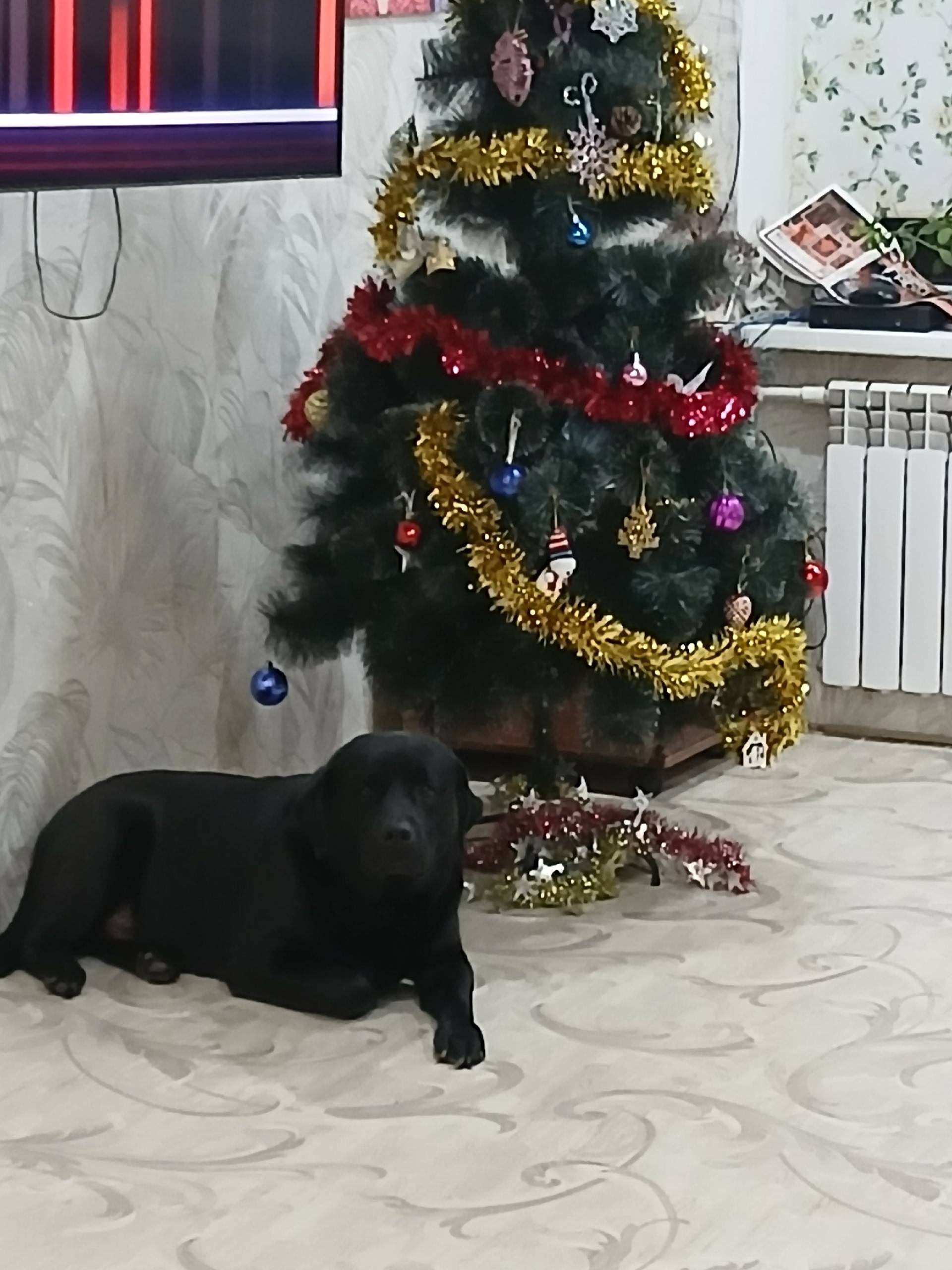 Пропал лабрадор Бадди, район Уреньги