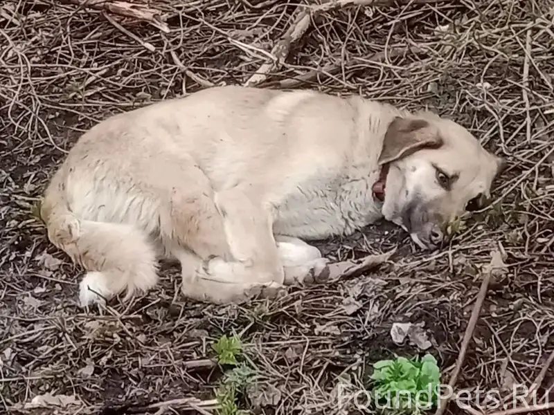 Найден пёс с ошейником, п. Г.Т. Кратово