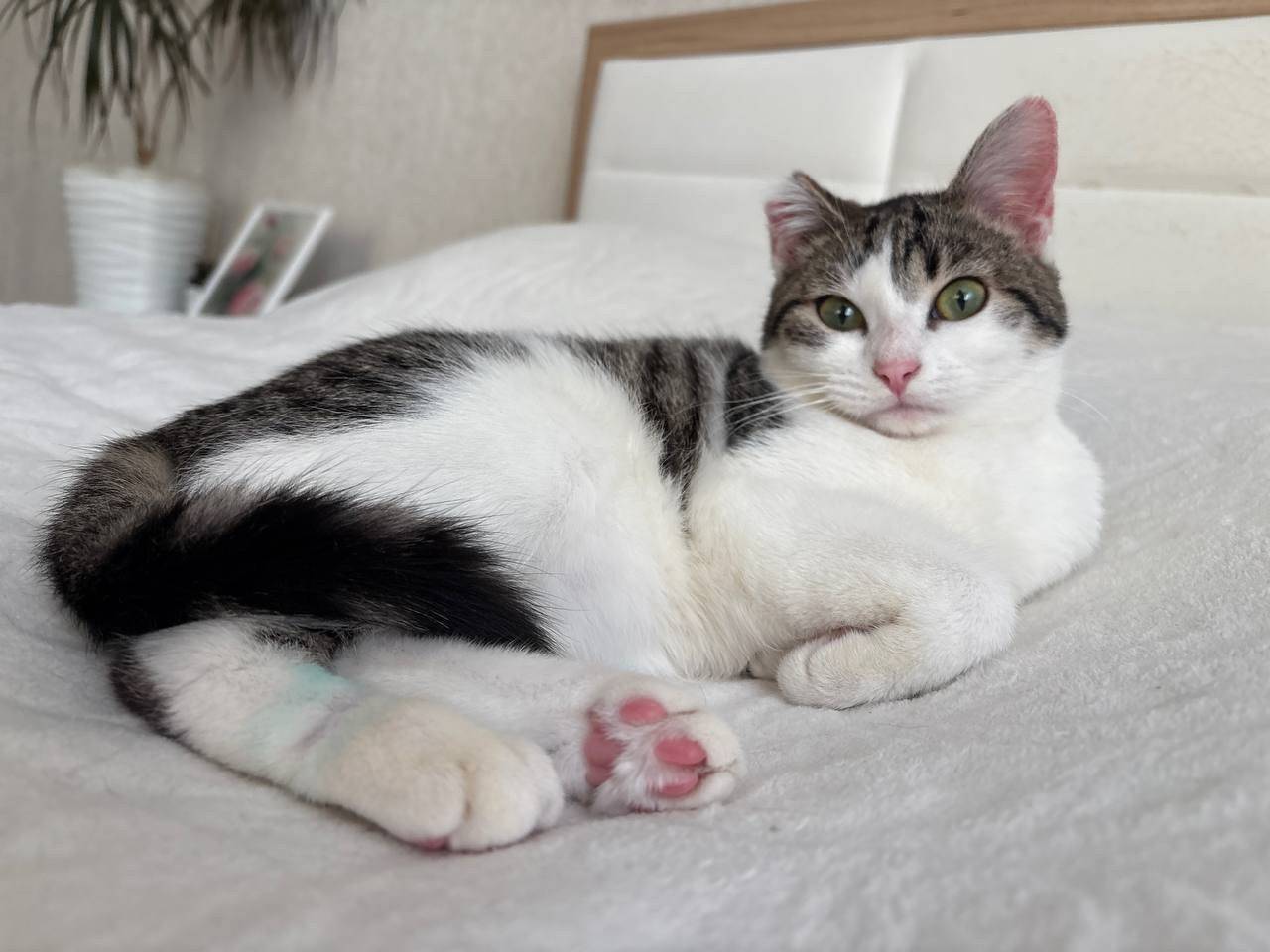 Пропала кошка Мила, Балтийская,3