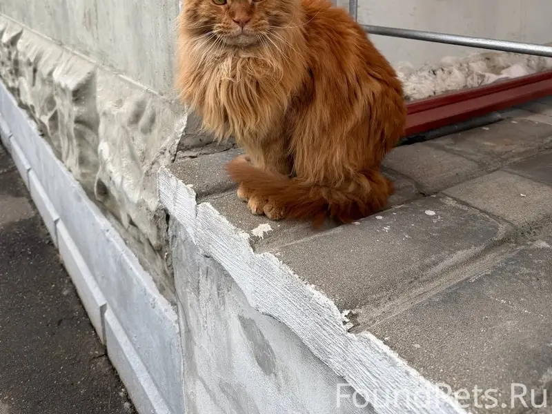 Найден рыжий кот, Красногорск