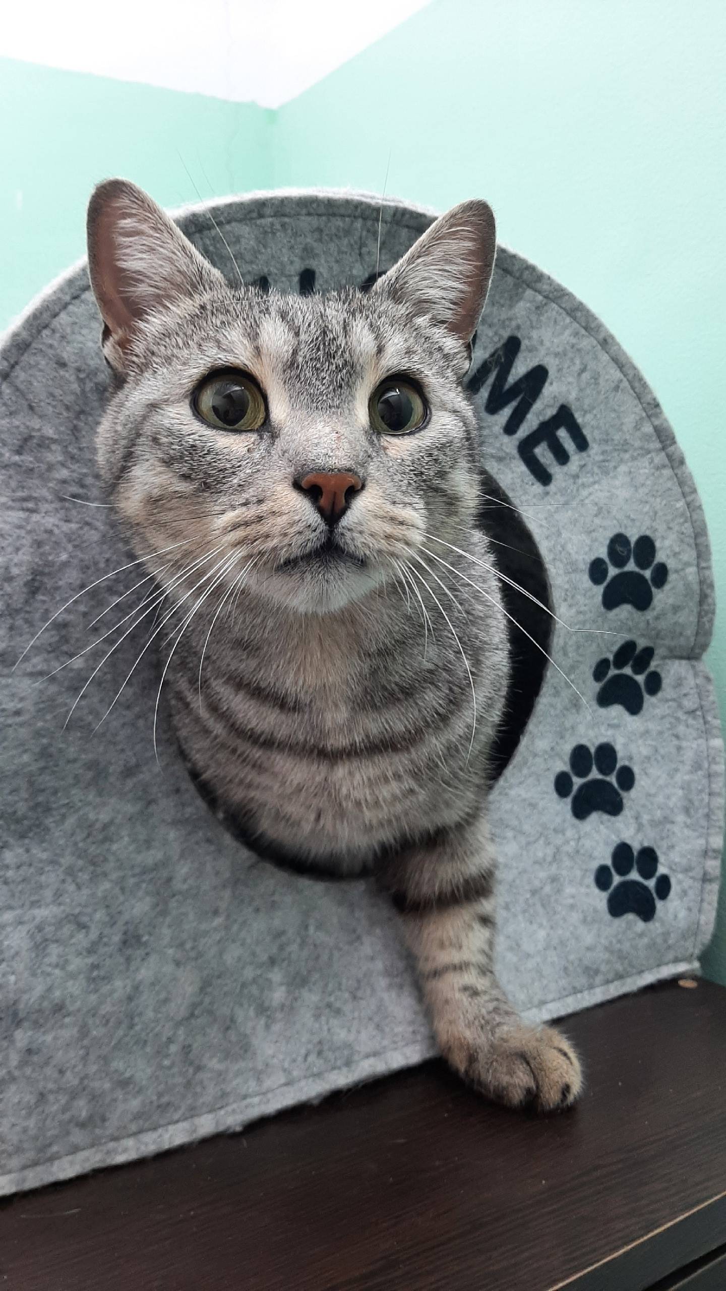 Найдена кошка, ул. Богдановича