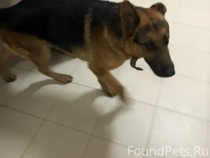 Пропал пёс-овчарка, Советский район Волгограда