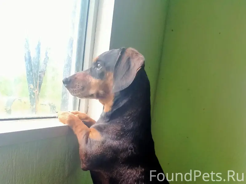 Пропал мальчик такса, ищем свидетелей