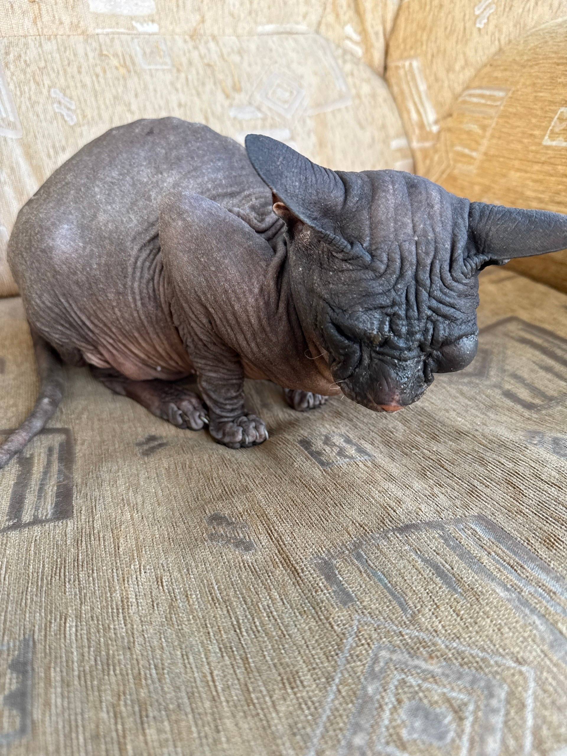 Найден сфинкс, Стерлитамак