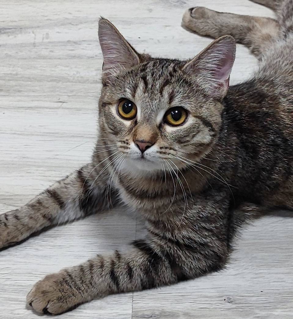 Найдена кошка, М. Горького, 162