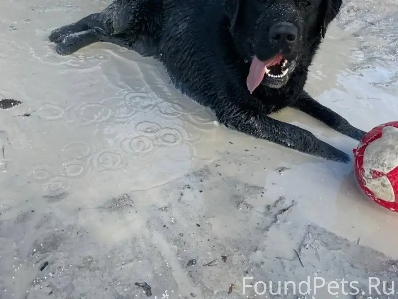 Найден пёс, Первомайский район