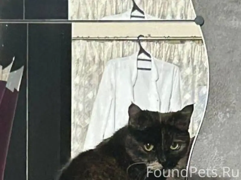Пропала кошка Пташа, ул. Премудрова