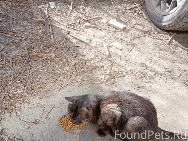 Найдена кошка, чёрный палевый окрас, ул. 22 Партсъезда