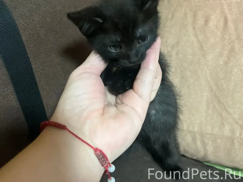 Найден черный котенок в ошейнике