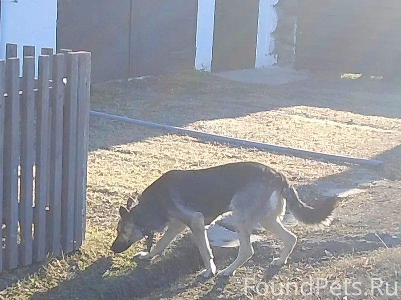 Пропала собака, хромает, Тавда (Урицкого)