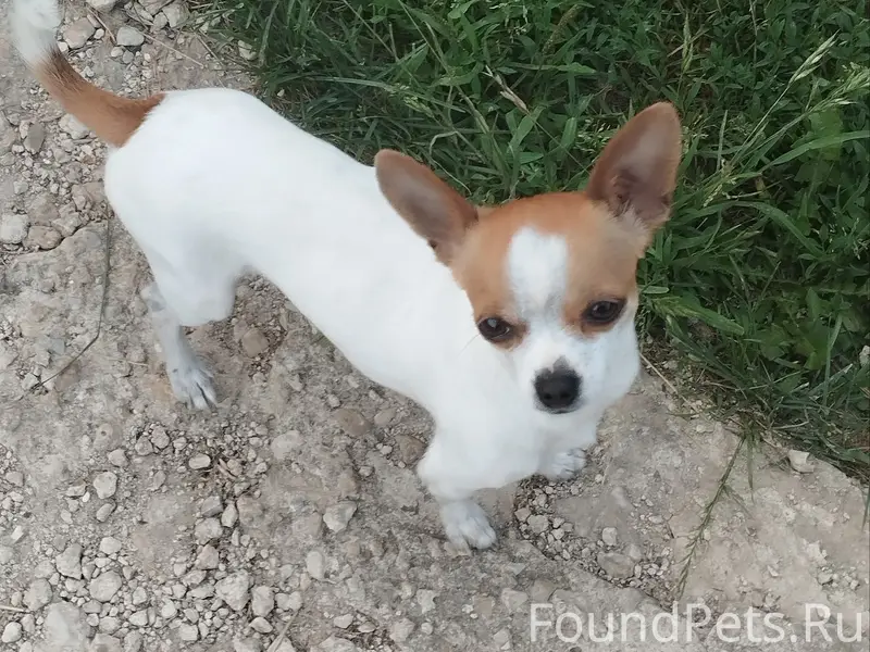 Пропал Филя, деревня Подберёзово