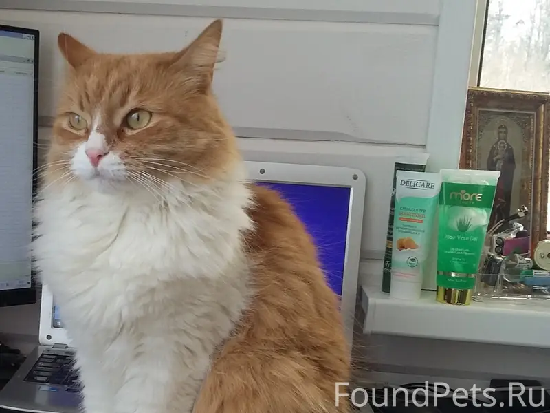 Пропал рыжий кот Тёма