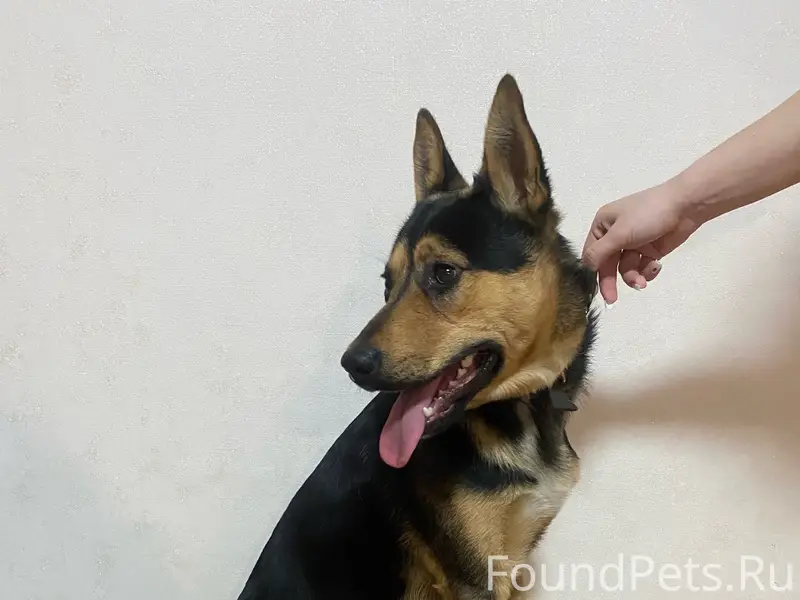 Найден мальчик с ошейником, гпз-23