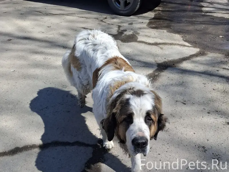 Пропала Московская сторожевая, Академовский лес, Иркутск