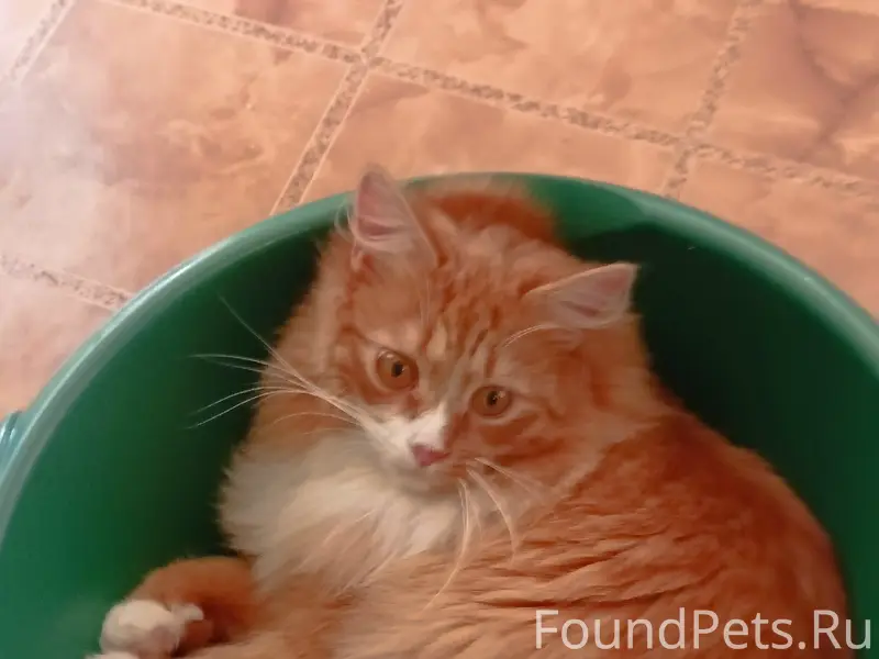 Пропал кот Персик, Архангельский тракт, улица Красная