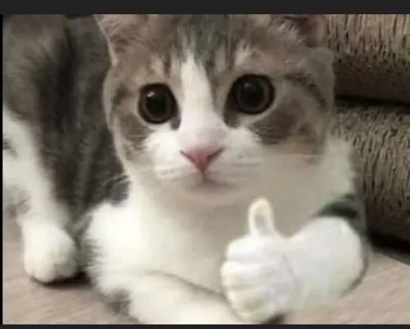 Найдена кошка, предположительно асимерская ушастая, Советский 43