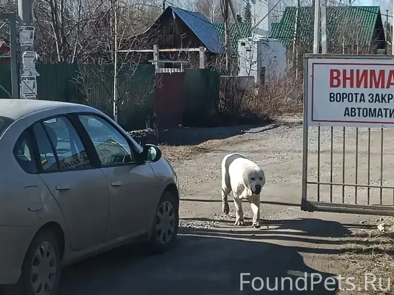 Найден пёс в ошейнике, Черноисточинск
