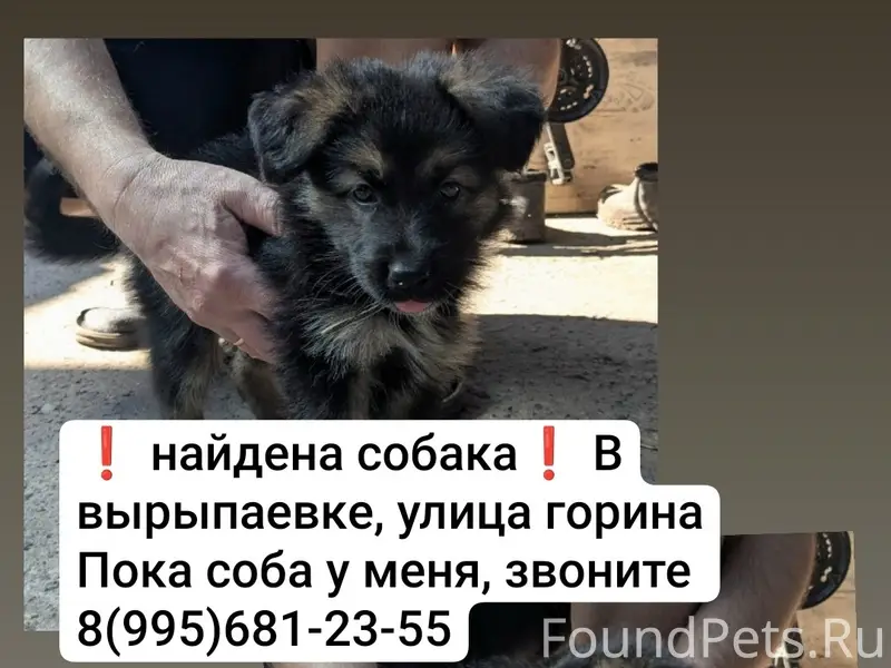 Найден тип собака, Вырыпаевка, улица Горина