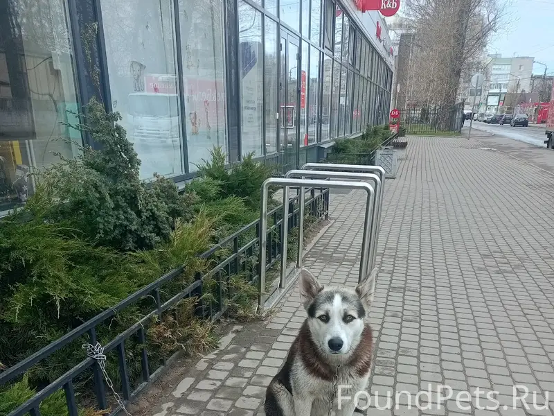 Найден пёс с цепью, Санкт-Петербург и Ленинградская область