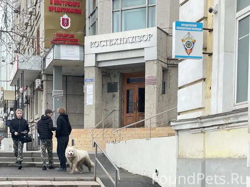 Пропал самоед, замечен на пр. Ленина