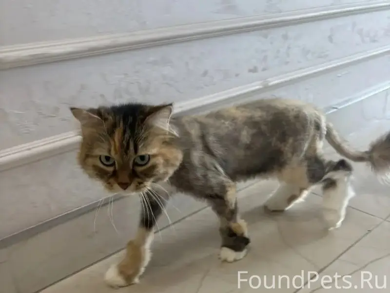 Найдена кошка, р-н Любимово