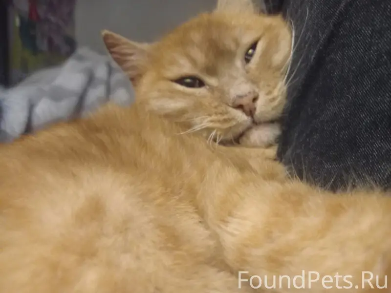 Пропал кот Рыжик, Интернациональная