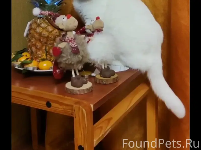 Пропала кошка, Плохая Покупка