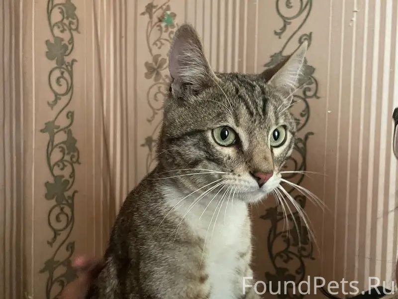 Найден кот, около тропы здоровья