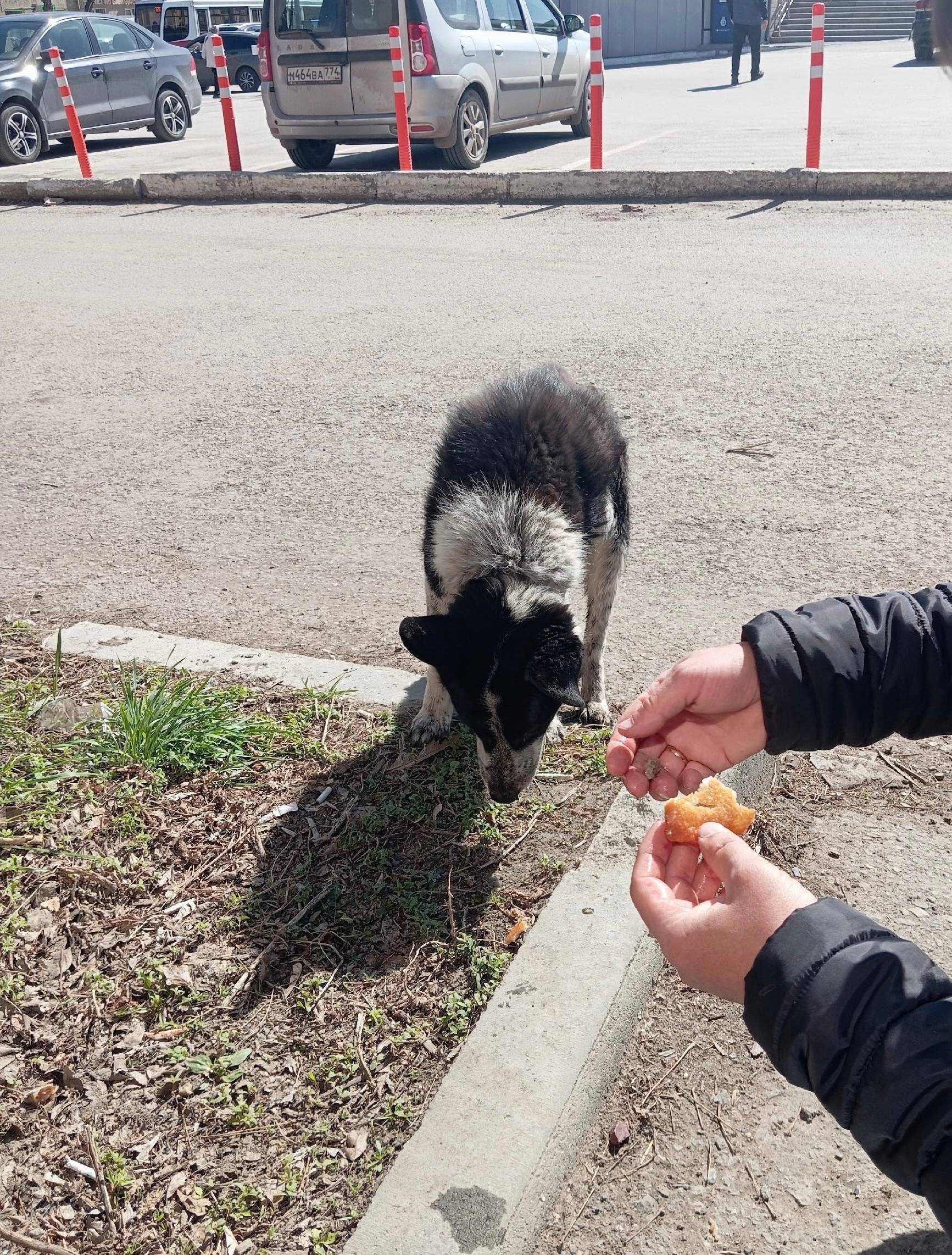 Найден агонизирующий пёс, нужна помощь