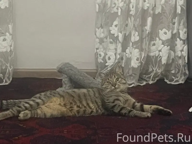 Пропал кот, Богдана Хмельницкого