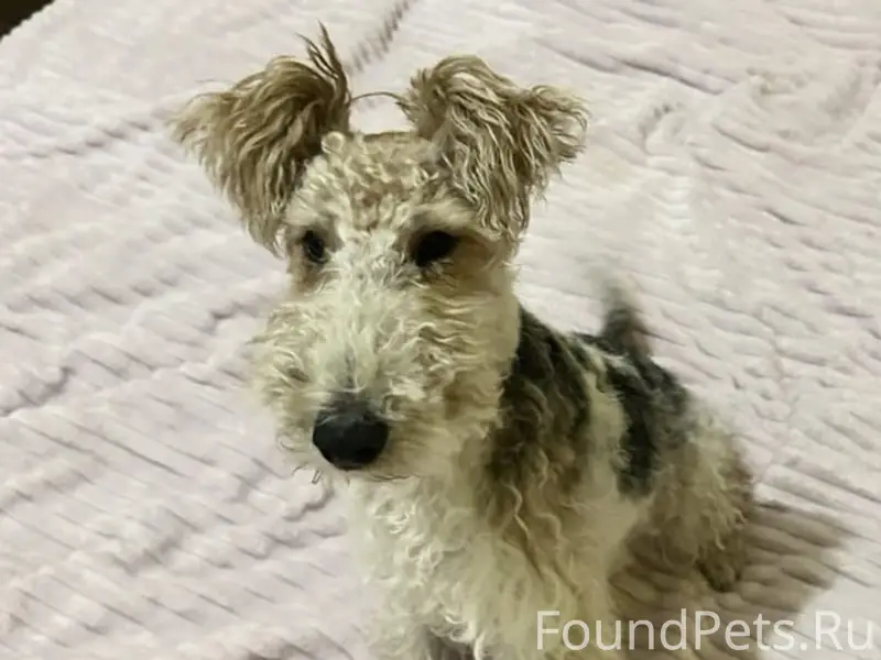 Пропала девочка фокстерьер, левый берег